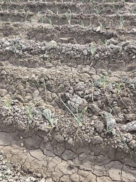 السلام عليكم ورحمه الله
محتاج نشغل البصل ده ضعيف ارض طينيه مع العلم راشش مبيد حشائش